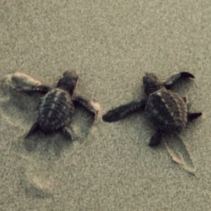 Meet your Posher, Lily